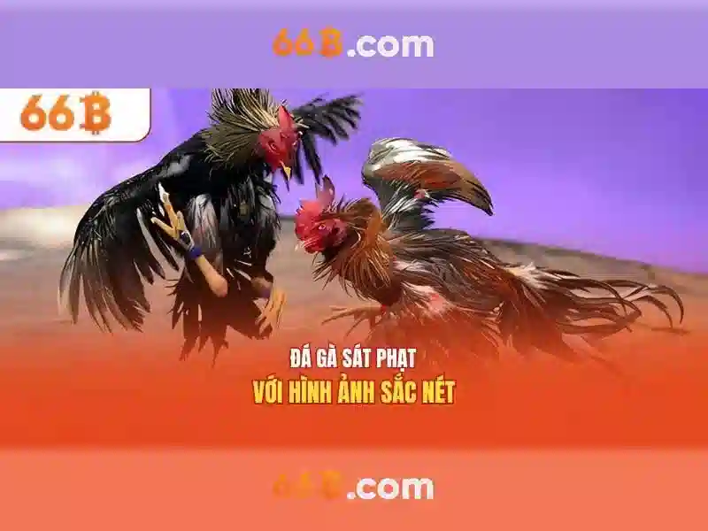 Nét đặc trưng của 66b