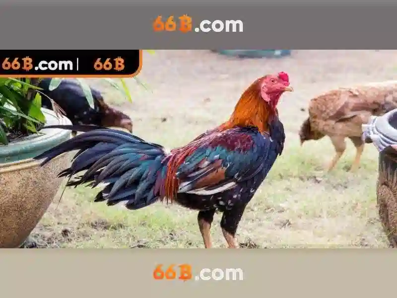 Ứng dụng tiềm năng của 66B