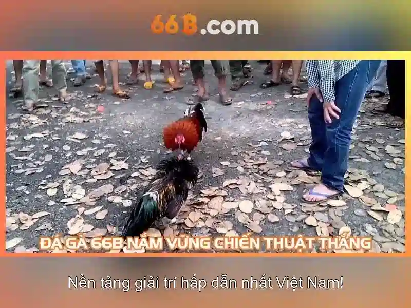 66B là gì?
