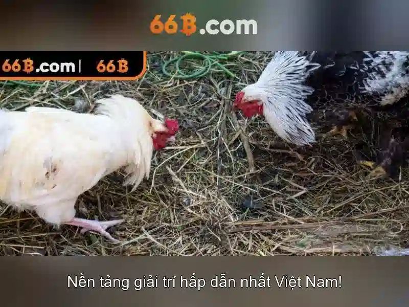 66B: Cấu hình, kiến trúc và ứng dụng